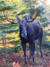 Moose 20161007_0187