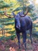 Moose 20161007_0187