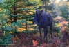 Moose 20161007_0199