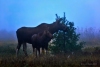 Moose _0021