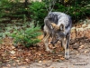 Eastern Wolf_001