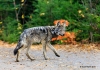 Eastern Wolf_003