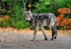 Eastern Wolf_006