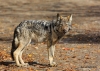 Eastern Wolf_032