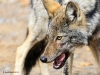 Eastern Wolf_077