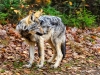 Eastern Wolf_097