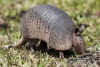 Armadillo