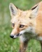 Red Fox 01