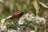 Monarch Butterfly 01