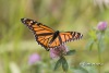 Monarch Butterfly 02