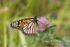 Monarch Butterfly 03