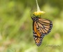 Monarch Butterfly 04