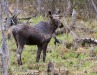 Moose 03