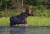 Moose 20