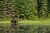 Moose 22