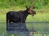 Moose 36