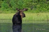 Moose 37