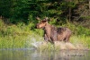 Moose 29
