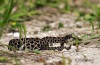 Pygmy Rattlesnake 02