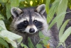 Racoon 02