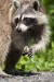 Racoon 03