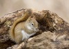 Red Squirrel 01