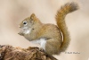 Red Squirrel 02