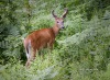 White Tail Deer 01