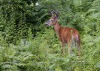 White Tail Deer 03