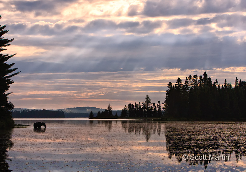 Moose In Algonquin Park