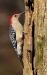 Red-bellied 09