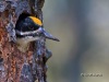 Black-backed Woodpecker 02