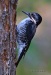 Black-backed Woodpecker 05
