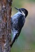 Black-backed Woodpecker 06