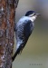 Black-backed Woodpecker 07