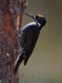 Black-backed Woodpecker 09