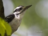 Hairy Woodpecker 01