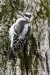 Hairy Woodpecker Juvenile