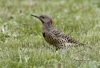 Northern Flicker 01