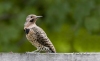 Northern Flicker 02