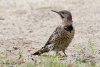 Northern Flicker 03