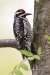 Yellow-bellied Sapsucker 01