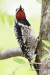 Yellow-bellied Sapsucker 02