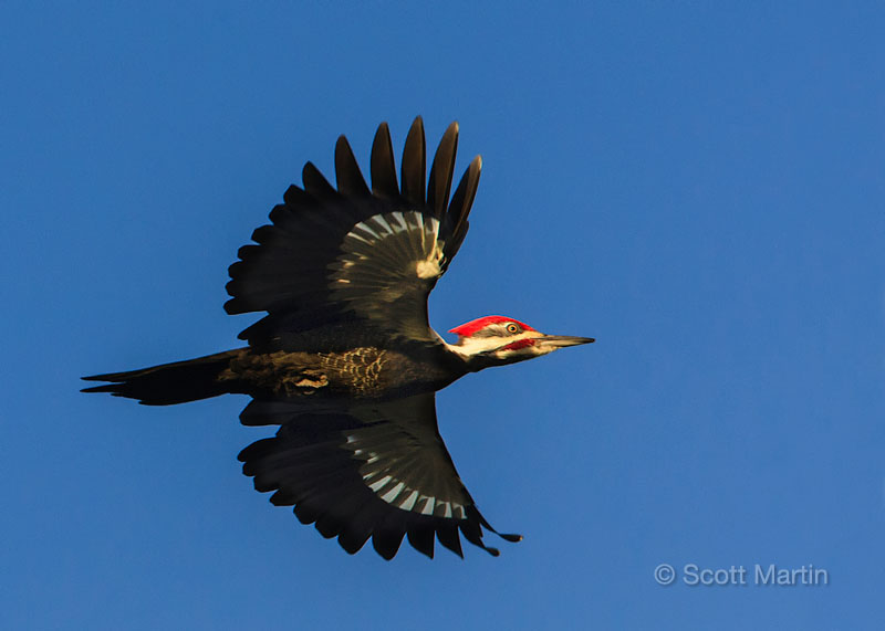 Pileated Woodpecker, Gray Jay and Mizzy Lake Landscapes