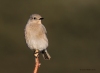 Mtn Bluebird_0222