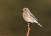 Mtn Bluebird_0233