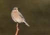 Mtn Bluebird_0239