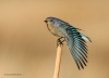 Mtn Bluebird_0252