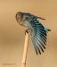 Mtn Bluebird_0253