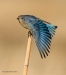 Mtn Bluebird_0254